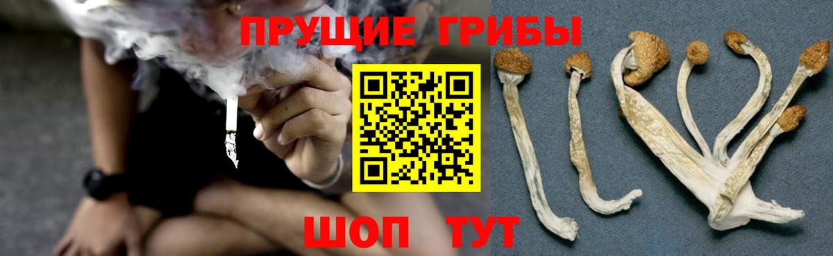 Псилоцибиновые грибы Psilocybe Ревда